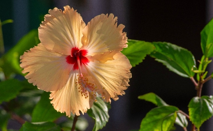 Japon Gülü Çiçeğinin Bakımıyla İlgili Bilinmesi Gerekenler