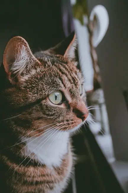 Kedi ve Köpeklerde Göz Hastalıkları ve Tedavi Yöntemleri