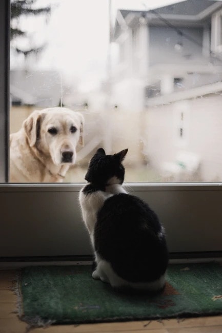 Kedi ve Köpek Aynı Evde Yaşamaya Nasıl Alıştırılır?